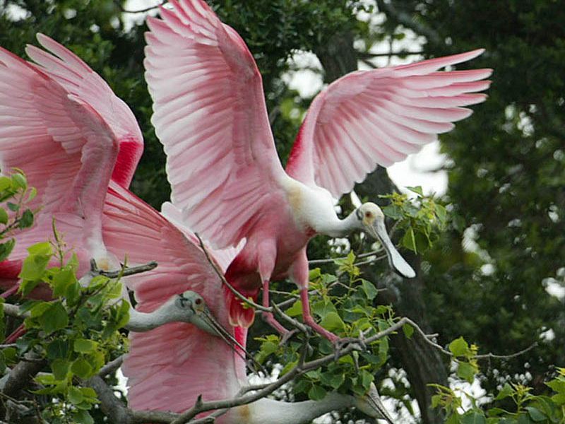 108652342.urimglo9.pinkbirds