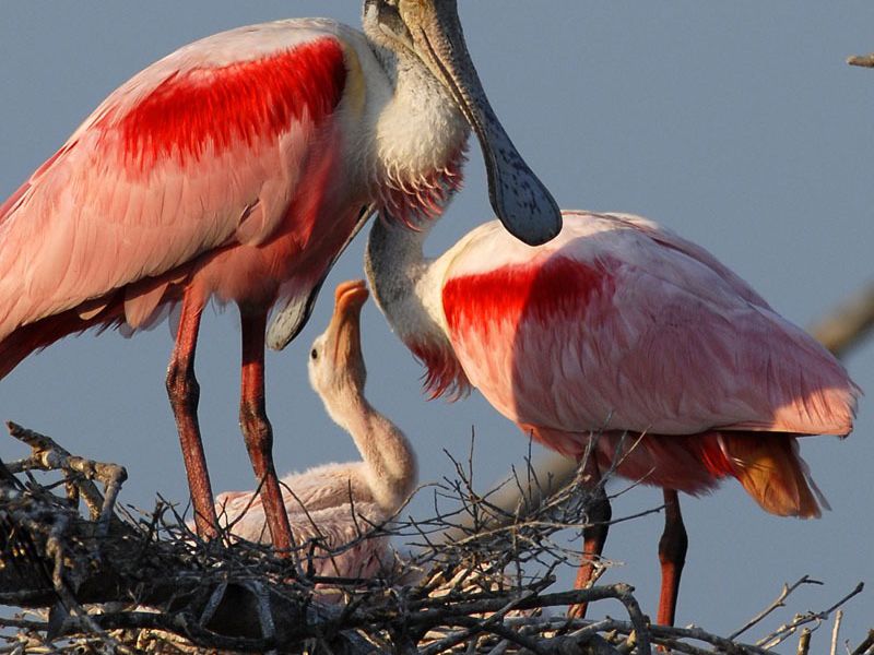 108652619.brnj98dy. wlt1749us