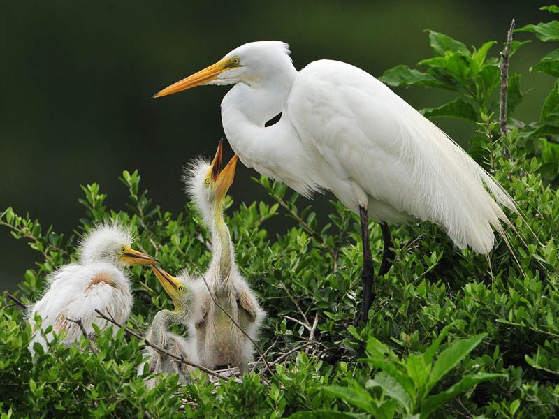 124411998.okepoka0.dsc 8533