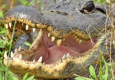 Brazos Bend State Park