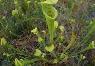 Big Thicket National Preserve