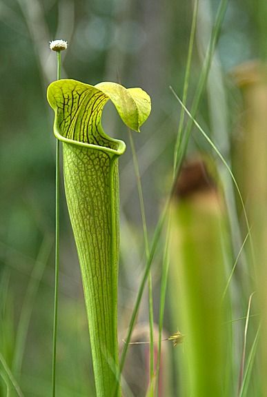 108588551.xh6mv0xO.NedShimizu.cat7pitcherplant