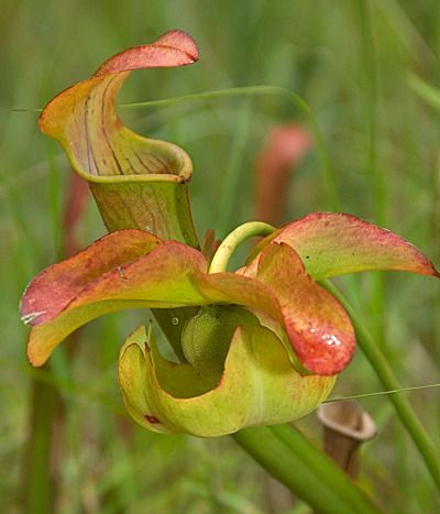 108588552.7VZLjdUv.NedShimizu.Cat7pitcherplantflower