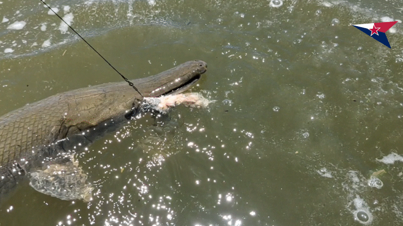 aligator gar fish on 800r