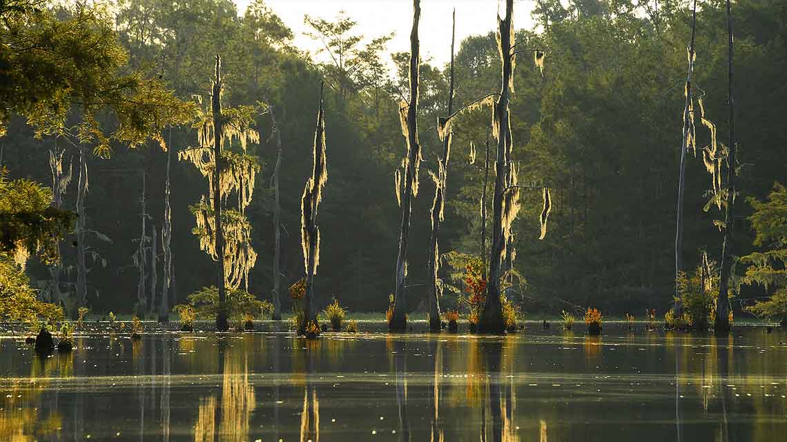 caddo-lake-cypress-trees
