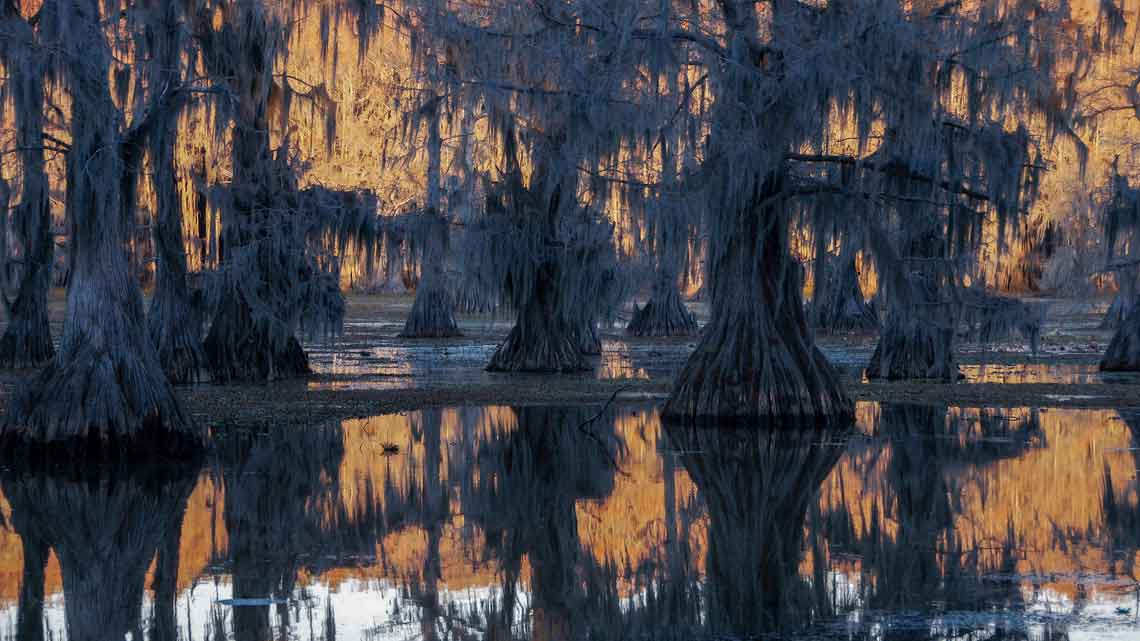 caddo-lake-cypress-trees