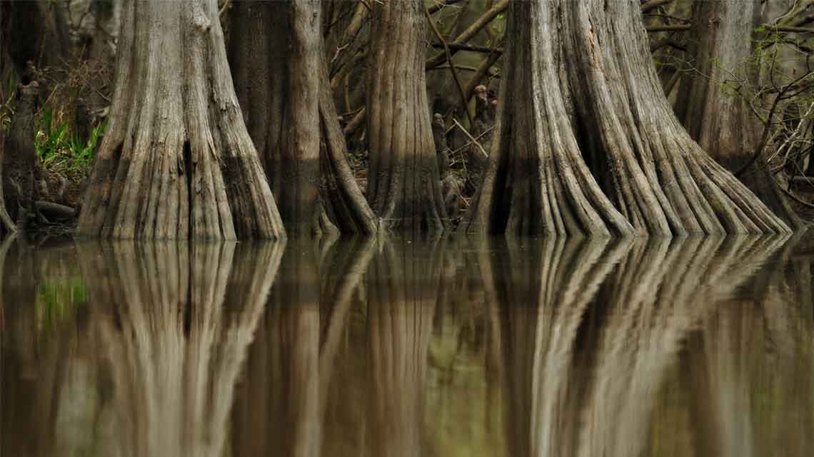 caddo-lake-cypress-trees