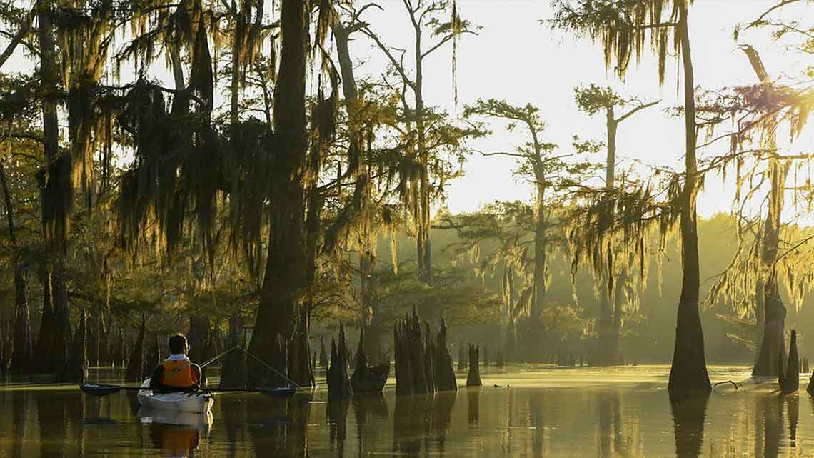 caddo-lake-cypress-trees