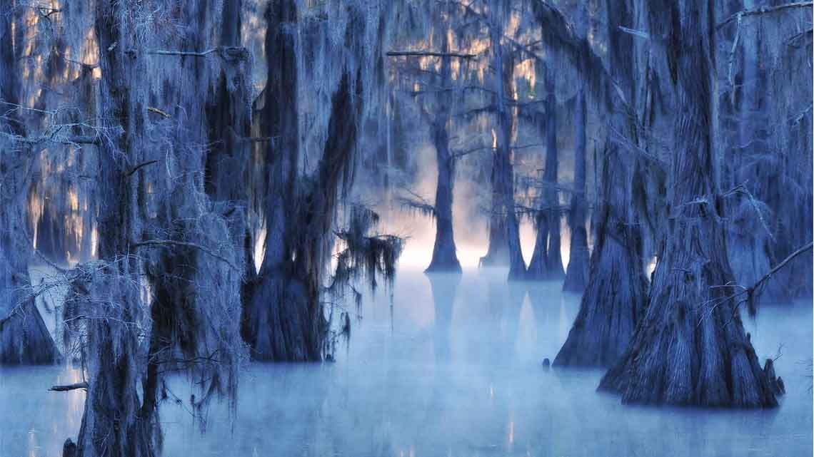caddo-lake-cypress-trees
