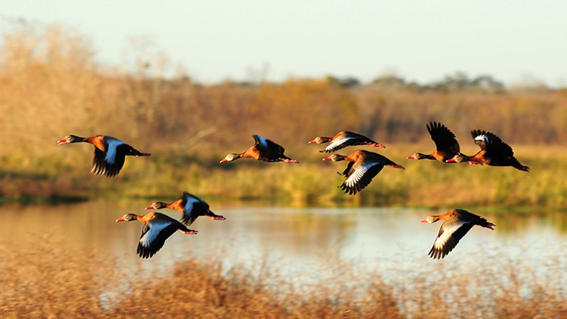 Brazos Bend State Park ブラゾス州立公園