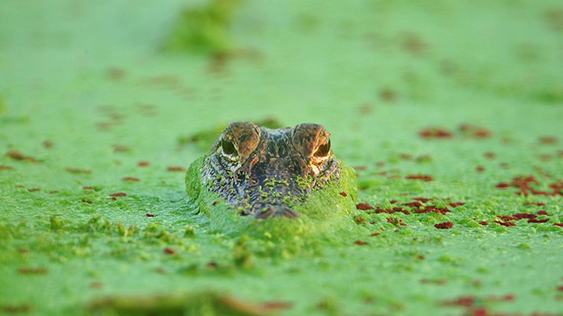 Brazos Bend State Park ブラゾス州立公園