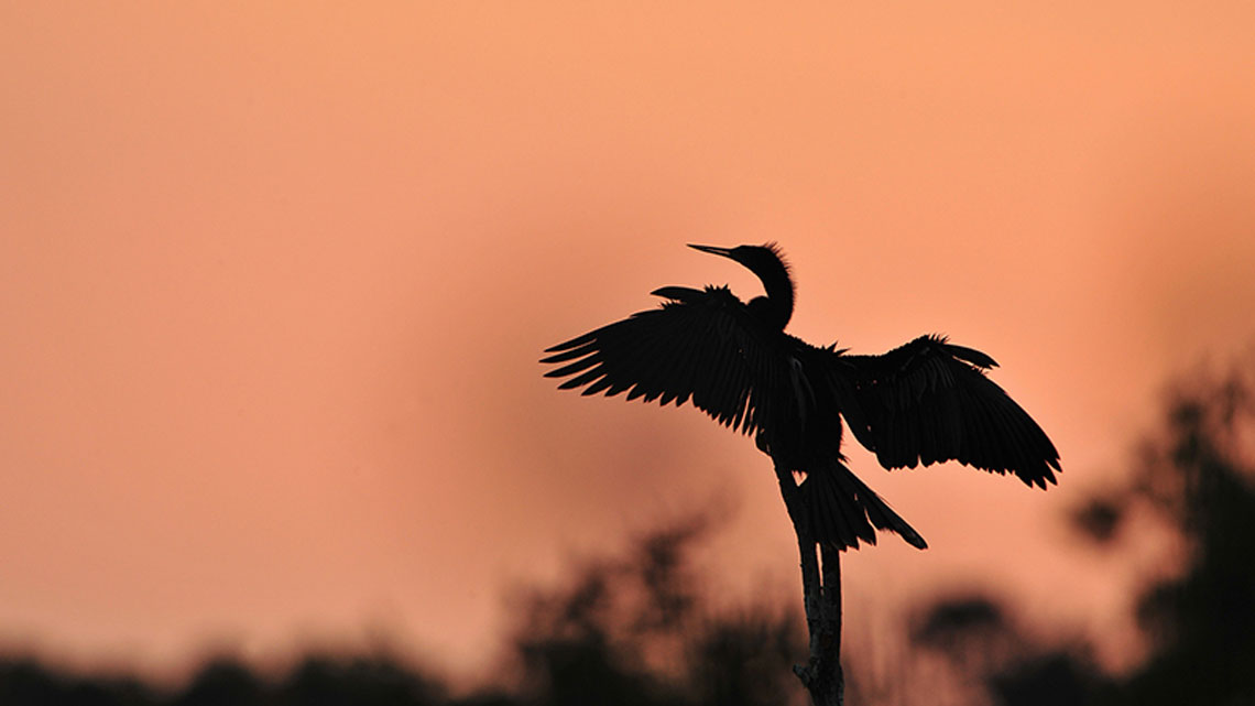 Brazos Bend State Park ブラゾス州立公園