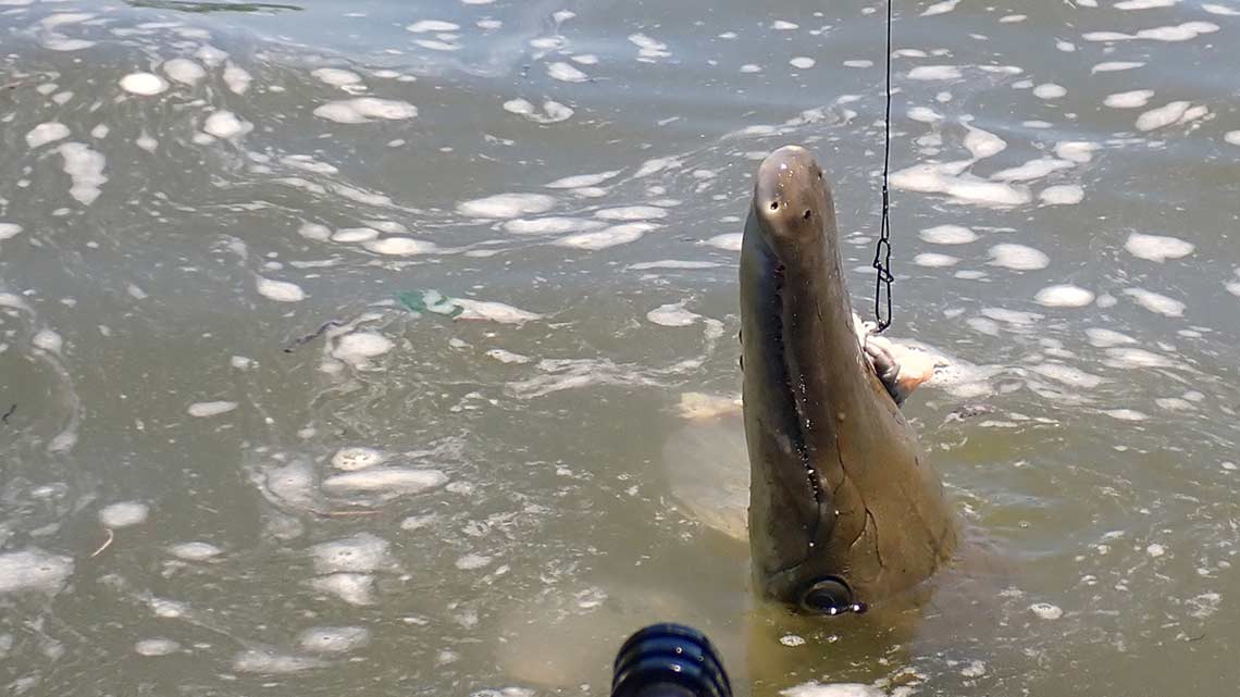 今流行りのソロキャンをヒューストンでしたら 巨大古代魚アリゲーターガー