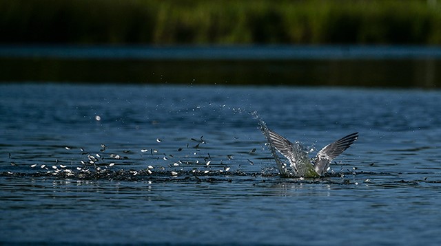Shadという銀色の魚の群れを捕獲する鳥