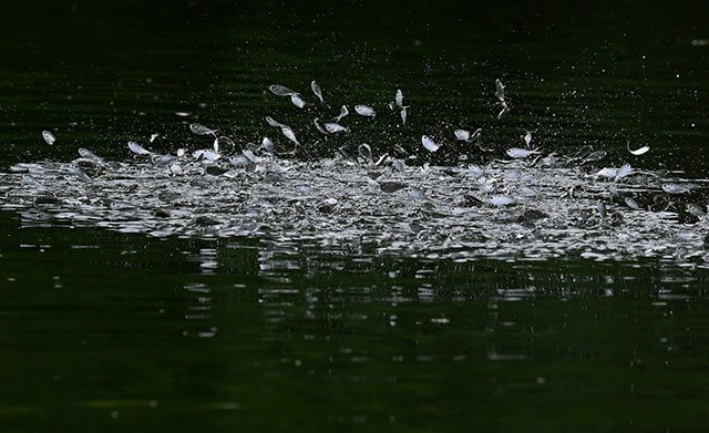 Shadという銀色の魚の群れが水面から飛び跳ねる