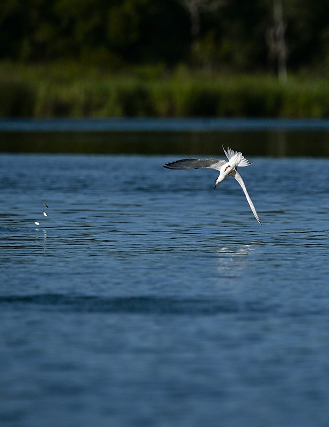 Shadめがけて飛び込むアジサシ