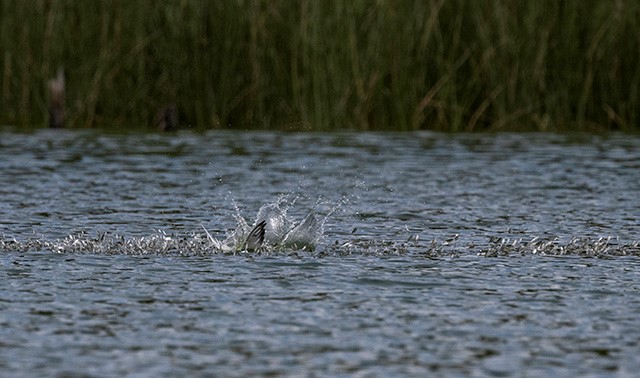 Shadを水中で捕獲する鳥