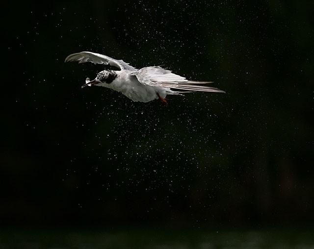 魚をくわえて飛び去る飛び去る