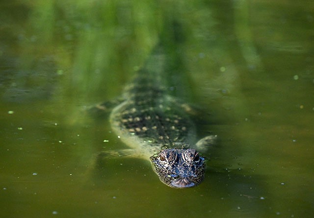 ワニの赤ちゃん