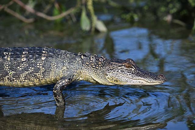 ワニの赤ちゃん歩く