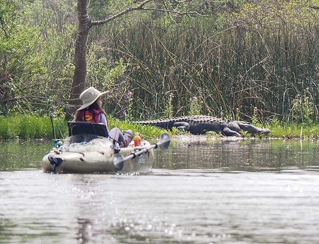 巨大ワニを目の前で