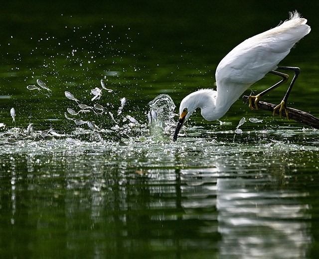 水辺の枝の上からShadを狙うサギ