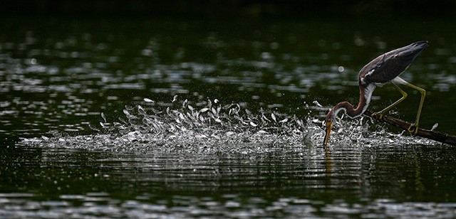 Shad が飛び跳ねる