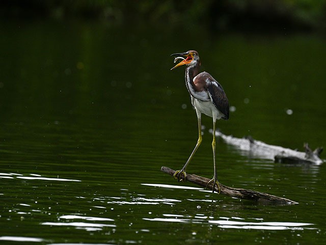 魚をくわえる鳥