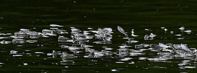 アジサシが魚を貪る